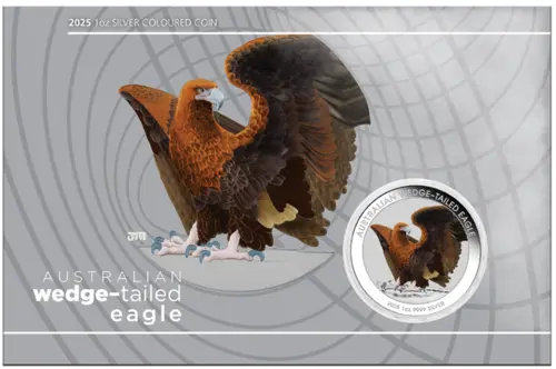 Australian Wedge-Tailed Eagle