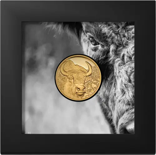 Bison