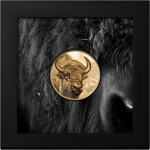 Bison