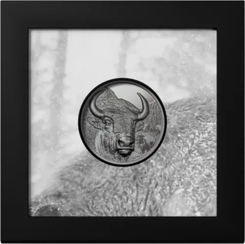 Bison