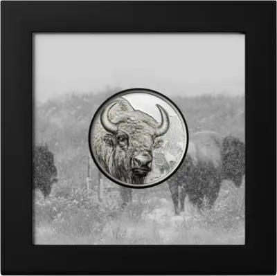 Bison