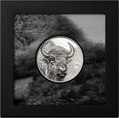 Bison