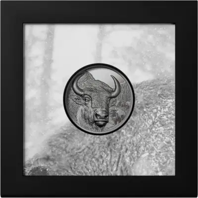 Bison